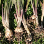Gladiolus Bulbs - 20 Pack - Mixed Colors - Summer Blooming Flowers