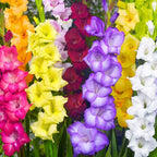 Gladiolus Bulbs - 20 Pack - Mixed Colors - Summer Blooming Flowers