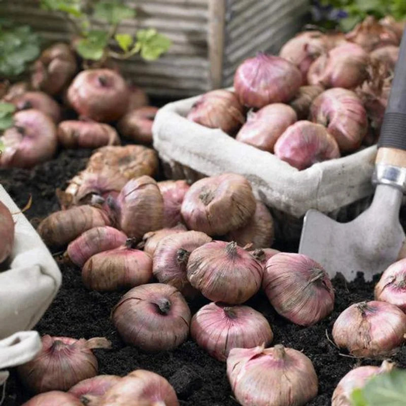 Gladiolus Flower Bulbs - 10 Large Bulbs for Vibrant Gardens