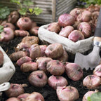 Gladiolus Flower Bulbs - 10 Large Bulbs for Vibrant Gardens