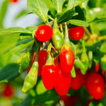 Goji Berry Live Plant, 1 Ft Tall in 6 Inch Pot, Fruit-Bearing Goji Berry Tree for Gardens