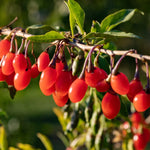 Goji Berry Live Plant, 1 Ft Tall in 6 Inch Pot, Fruit-Bearing Goji Berry Tree for Gardens