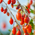 Goji Berry Live Plant, 1 Ft Tall in 6 Inch Pot, Fruit-Bearing Goji Berry Tree for Gardens