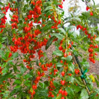 Red Goji Berry Plant - 2 Live Bushes 6-10" Starter Trees
