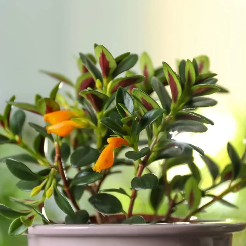 Goldfish Plant 7 Inch Potted Houseplant Indoor Decor