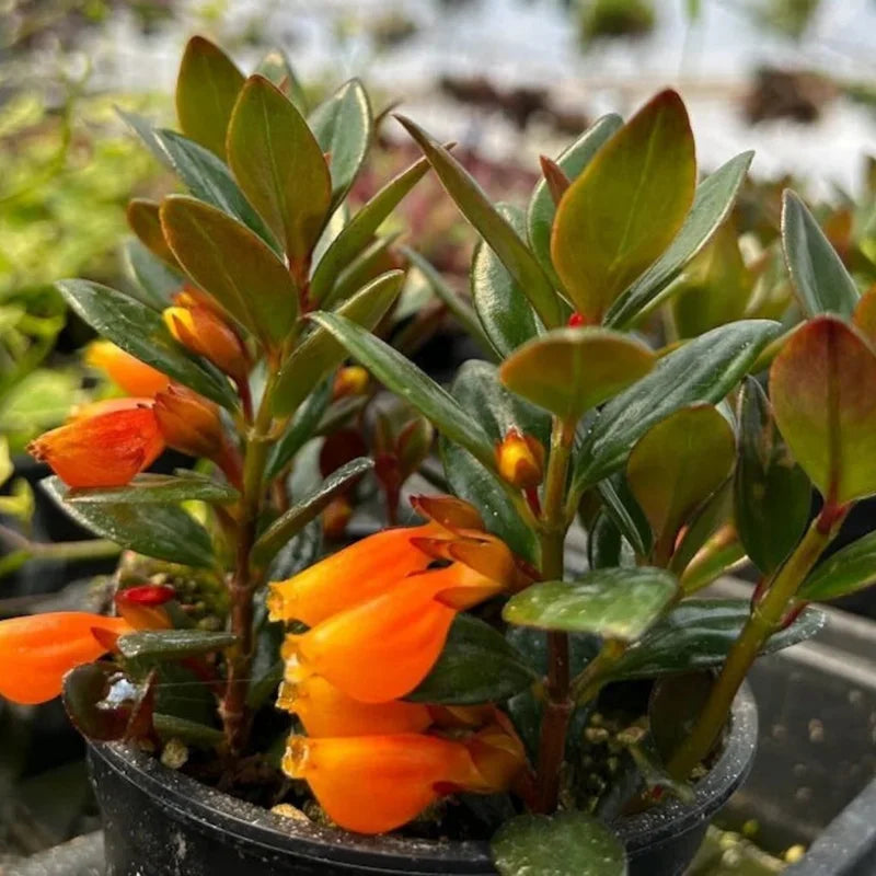 Goldfish Plant Live Houseplant 5-7'' - Container &amp; Hanging Basket