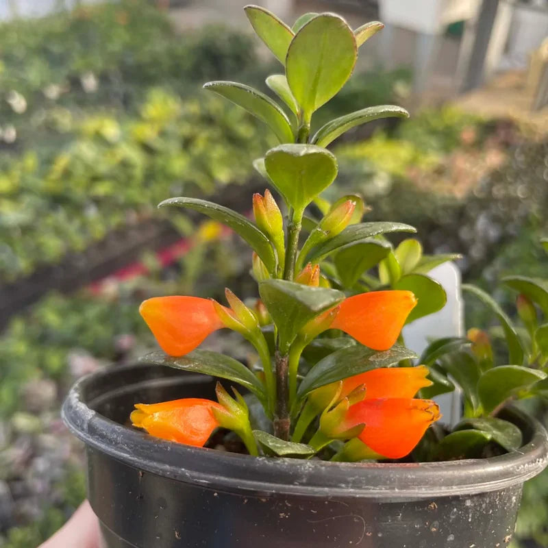 Goldfish Plant Live Indoor Houseplant in Pot - 3-6 Inch - Rare Blooming Variety