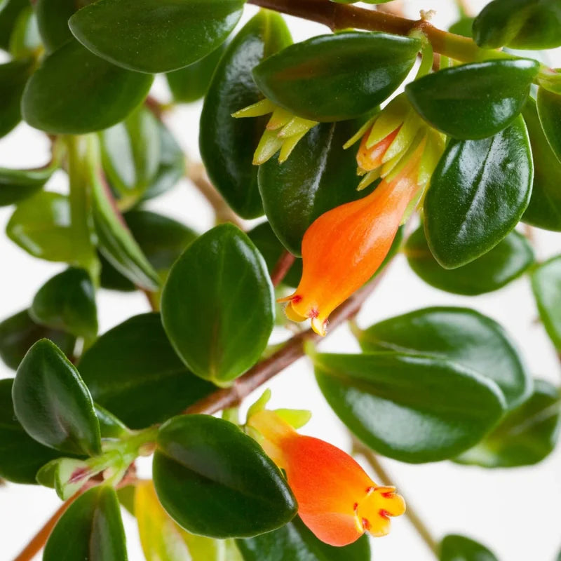 Goldfish Plant Live Indoor Houseplant in Pot - 3-6 Inch - Rare Blooming Variety