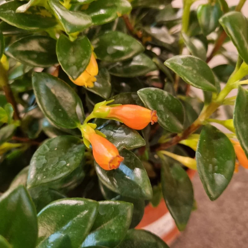 Goldfish Plant Live Indoor Houseplant in Pot - 3-6 Inch - Rare Blooming Variety