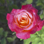 Broadway Rose Plant Live