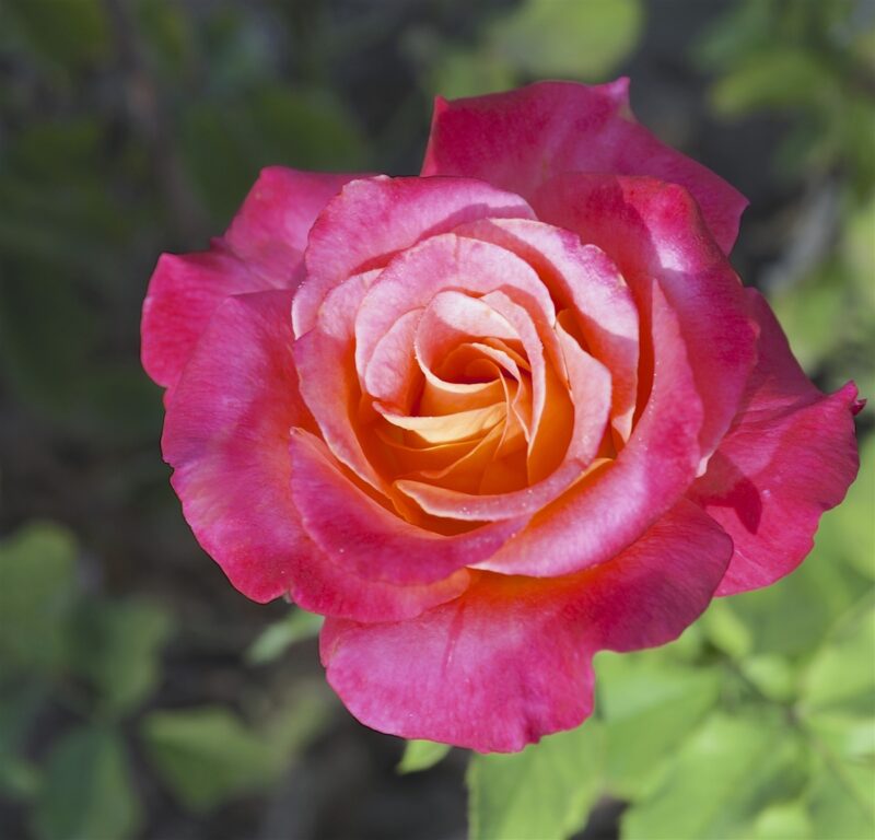 Broadway Rose Plant Live