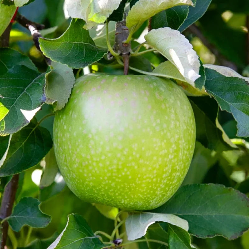 Granny Smith Apple Tree Live Plant - 2 to 3 Feet Tall - Green Apple
