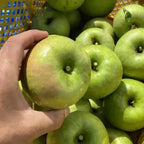 Granny Smith Apple Tree Live Plant - 2 to 3 Feet Tall - Green Apple
