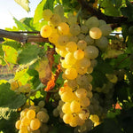Grape Vine 8-16 Inch Tall, Large Sweet Grape Plant Live, Fruit Seedling