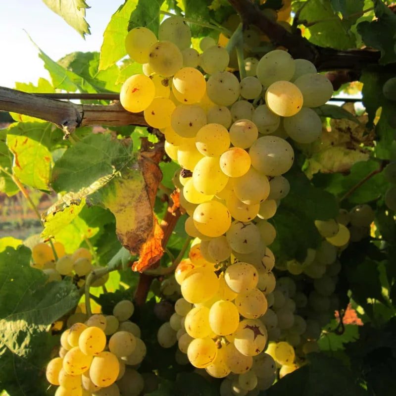 Grape Vine 8-16 Inch Tall, Large Sweet Grape Plant Live, Fruit Seedling