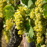 Grape Vine 8-16 Inch Tall, Large Sweet Grape Plant Live, Fruit Seedling