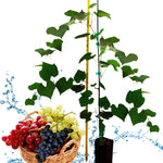 Grape Vine Live Plant, 30-40 Inch Height, Multiple Varieties of Seedless Grape Tree for Table Grapes and Home Gardens