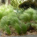 Grasses Live Plants - 4 Pack - Green Ornamental Grass in 4 Inch Pots
