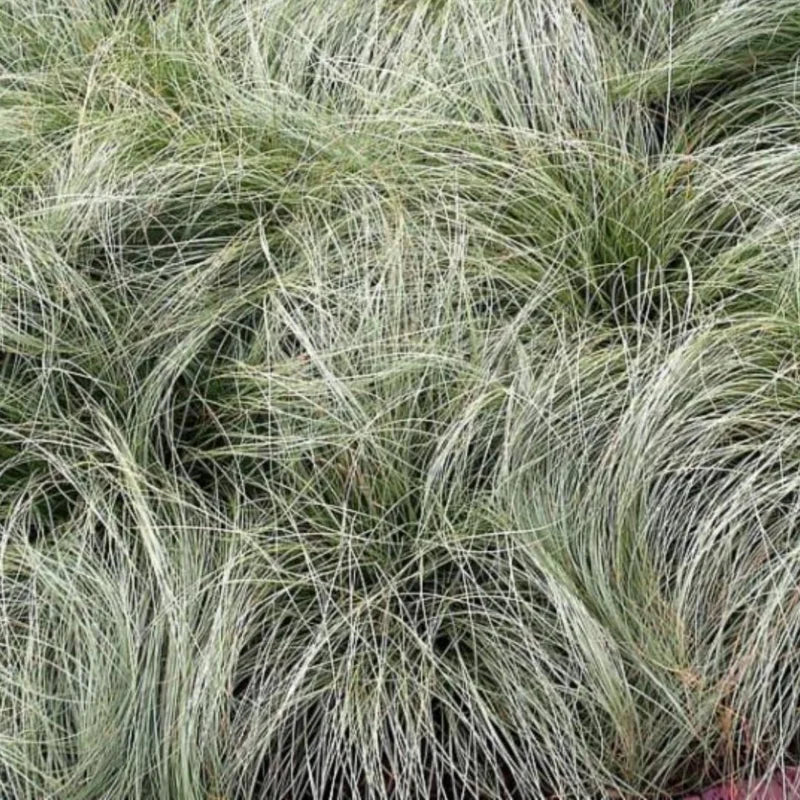 Grasses Live Plants - 4 Pack - Green Ornamental Grass in 4 Inch Pots