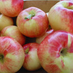 Red Gravenstein Apple Tree Plant