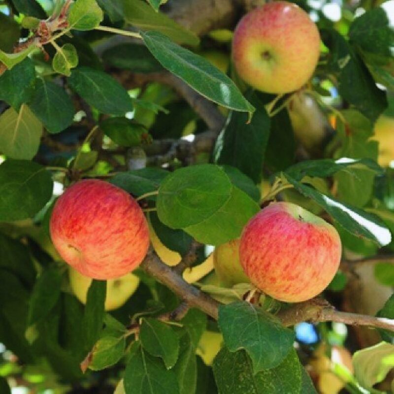 Red Gravenstein Apple Tree Plant