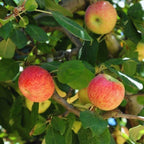 Red Gravenstein Apple Tree Plant