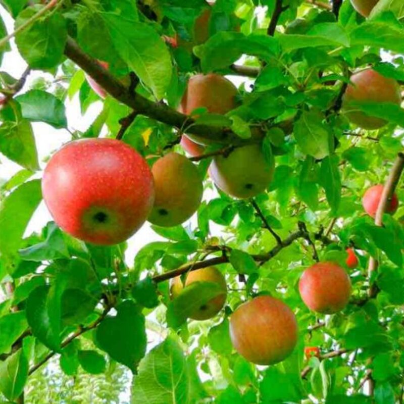 Red Gravenstein Apple Tree Plant