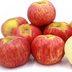 Red Gravenstein Apple Bare Root
