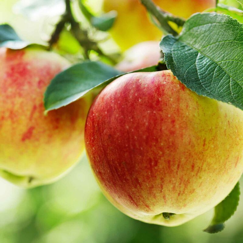 Red Gravenstein Apple Bare Root