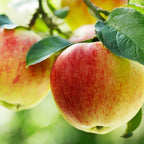 Red Gravenstein Apple Bare Root
