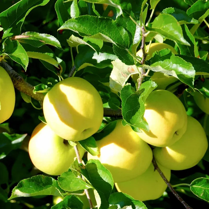 Green Gold Delicious Apple Tree Plant - Live Bare Root - 12-24 ft - Outdoor Fruit Tree