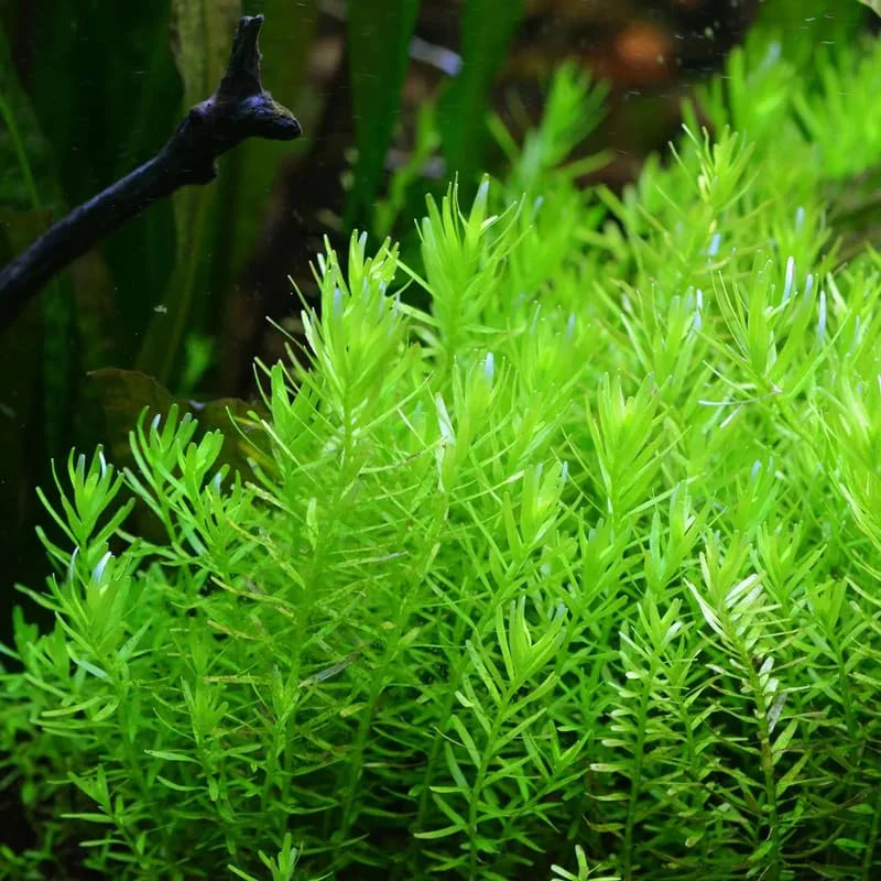Green Rotala Aquarium Plants Live - 5-7 Stems - Freshwater Aquatic