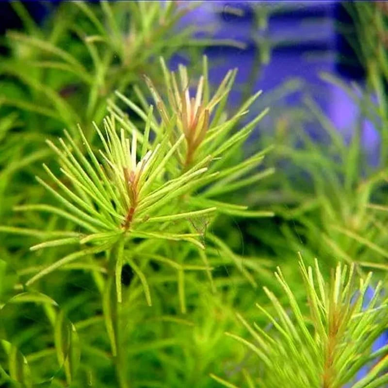 Green Rotala Aquarium Plants Live Bundle - 5-7 Stems Freshwater Aquatic