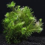 Green Rotala Aquarium Plants Live - 5-7 Stems - Freshwater Aquatic