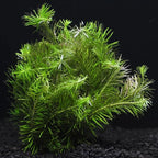 Green Rotala Aquarium Plants Live - 5-7 Stems - Freshwater Aquatic