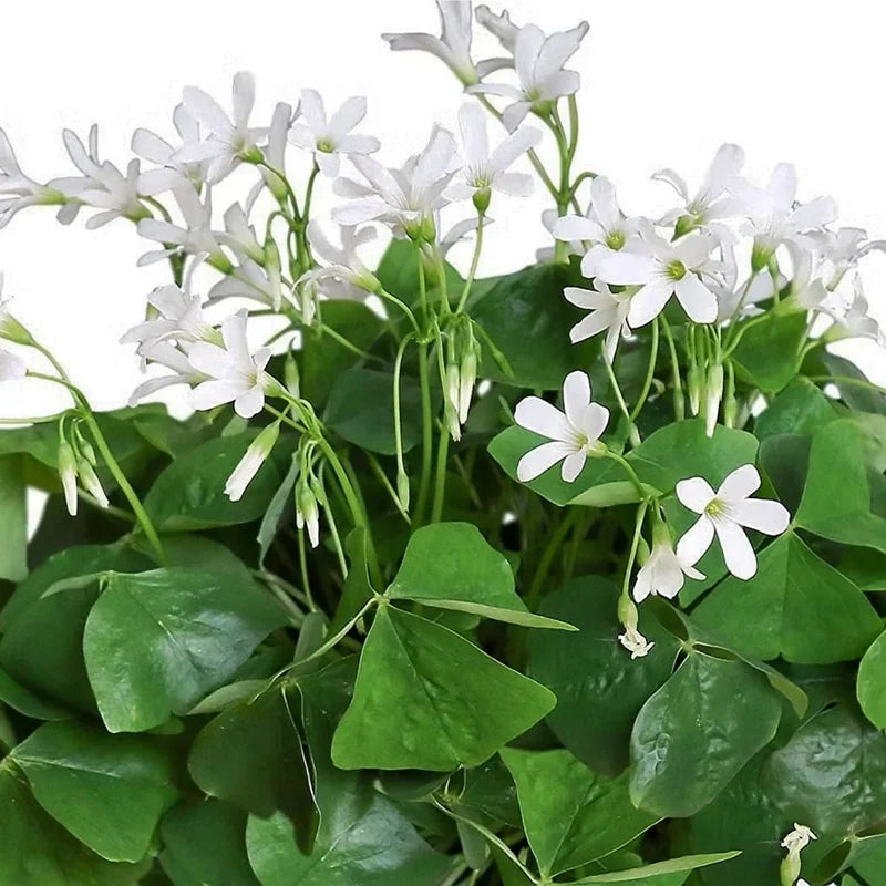 Green Shamrock Plant Live, 6-8 Inch, Well Rooted Starter Plant, Outdoor Gardens