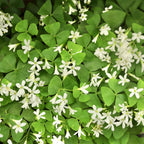 Green Shamrock Plant Live, 6-8 Inch, Well Rooted Starter Plant, Outdoor Gardens