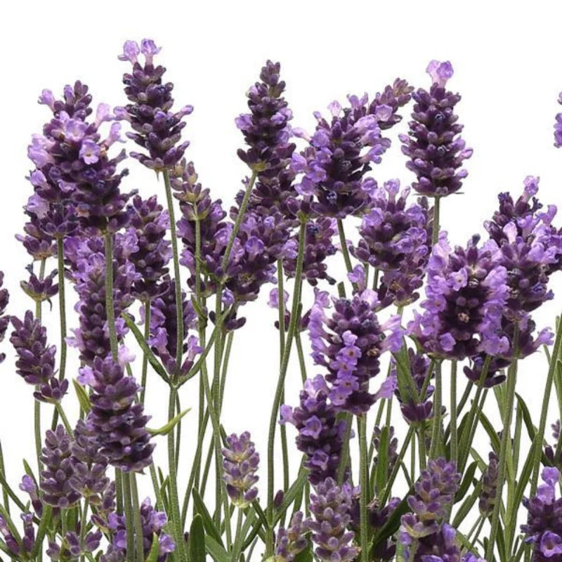 Grosso Lavender Plant in 1 Gallon Pot - Fragrant &amp; Hardy