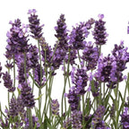 Grosso Lavender Plant in 1 Gallon Pot - Fragrant &amp; Hardy