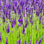 Grosso Lavender Plant in 1 Gallon Pot - Fragrant &amp; Hardy