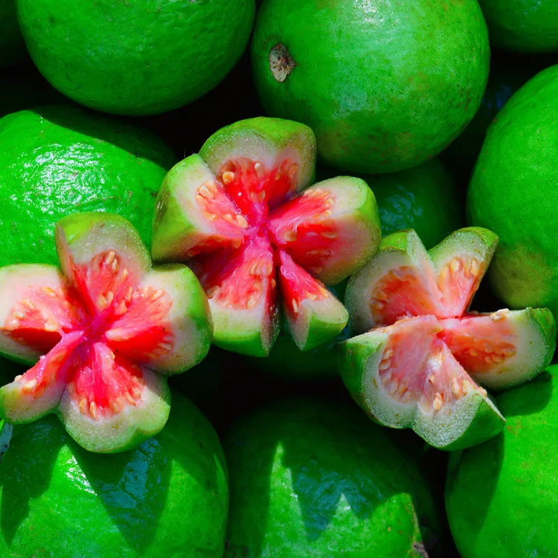 Guava Tree Live Plant, 8" to 10" Tall, Tropical Guava Fruit Tree for Garden Indoors Outdoors, Guava Plant for Planting