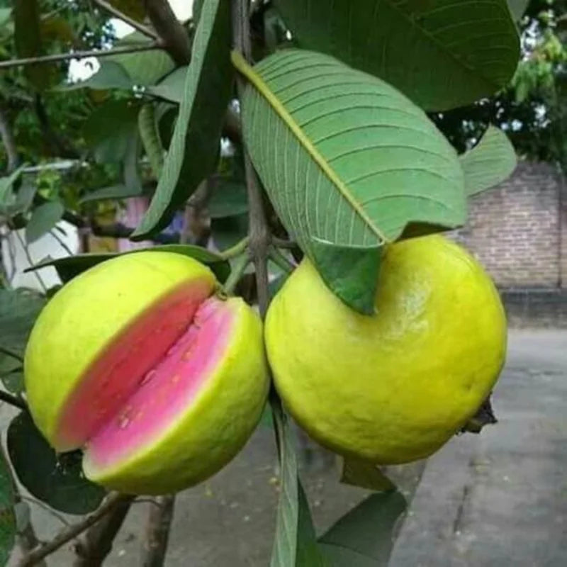 Guava Tree Live Plant, 8" to 10" Tall, Tropical Guava Fruit Tree for Garden Indoors Outdoors, Guava Plant for Planting