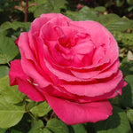 Electron Rose Bush