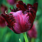 10 Black Parrot Tulip Bulbs for Your Garden, Perennial Flower Plants