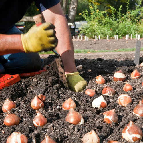 10 Green and White Tulip Bulbs