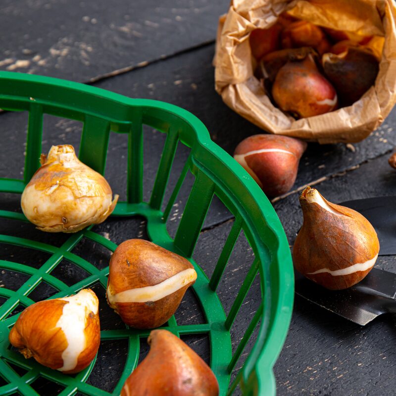 10 Green and White Tulip Bulbs