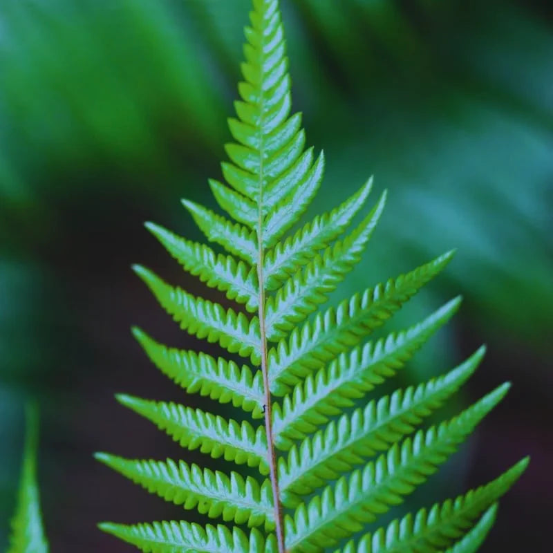 Live Fern Plants - 10 Hay Scented Fern Bare Root 4-6 Inches - Indoor Garden