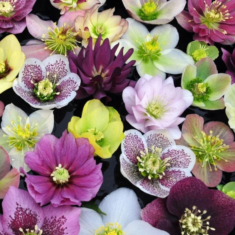 Hellebore Live Plant - Royal Heritage Helleborus with Lenten Rose Flower in 2.5 Inch Pot