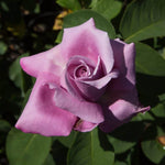 Fragrant Plum Rose Plant Live