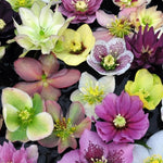 Hellebore Live Plant - Royal Heritage Helleborus Lenten Rose Flower in 2.5 Inch Container